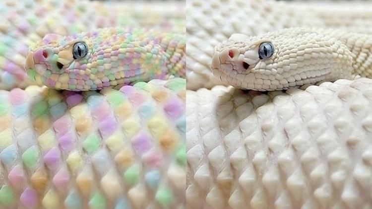 İşte Sınırları Zorlayan Fotoğraflar