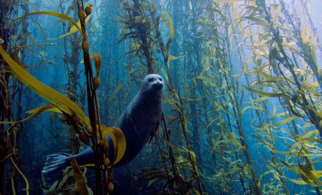 Birbirinden harika sualtı fotoğrafları