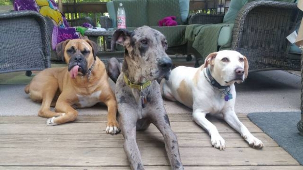 Günün en çılgın karaleri