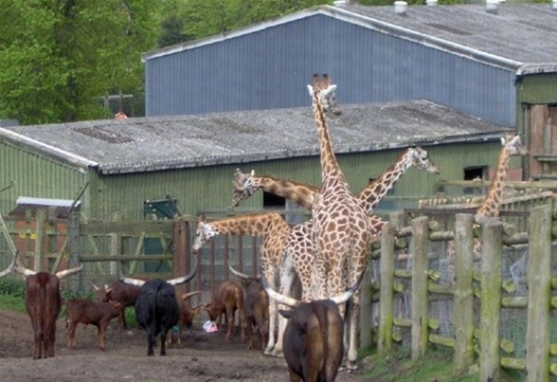 Gülümseten zamanlamalar