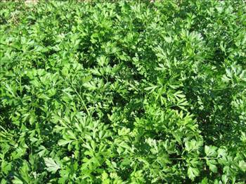 Resimli Pratik bilgiler