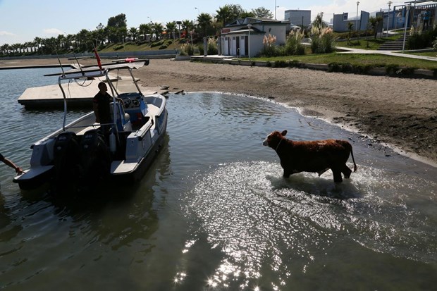 Samsun'da Denize atlayan tosun, polislerce kurtarıldı