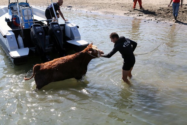 Samsun'da Denize atlayan tosun, polislerce kurtarıldı