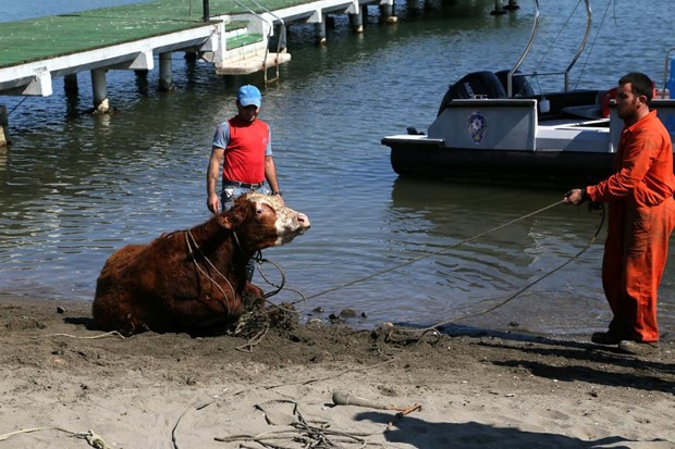 Samsun'da Denize atlayan tosun, polislerce kurtarıldı