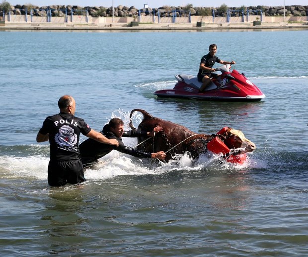 Samsun'da Denize atlayan tosun, polislerce kurtarıldı