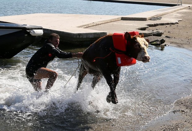 Samsun'da Denize atlayan tosun, polislerce kurtarıldı