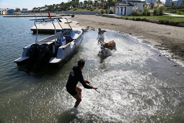 Samsun'da Denize atlayan tosun, polislerce kurtarıldı