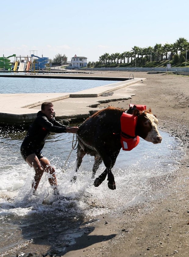 Samsun'da Denize atlayan tosun, polislerce kurtarıldı