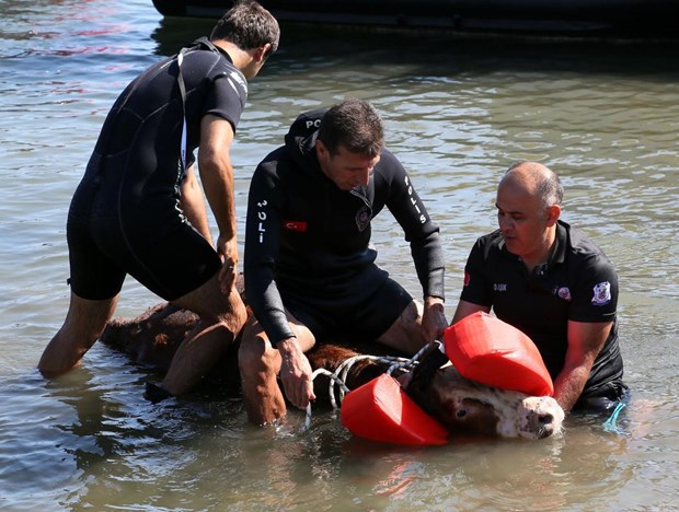 Samsun'da Denize atlayan tosun, polislerce kurtarıldı