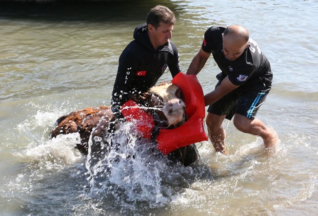 Samsun'da Denize atlayan tosun, polislerce kurtarıldı