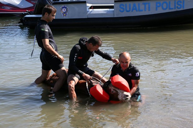 Samsun'da Denize atlayan tosun, polislerce kurtarıldı