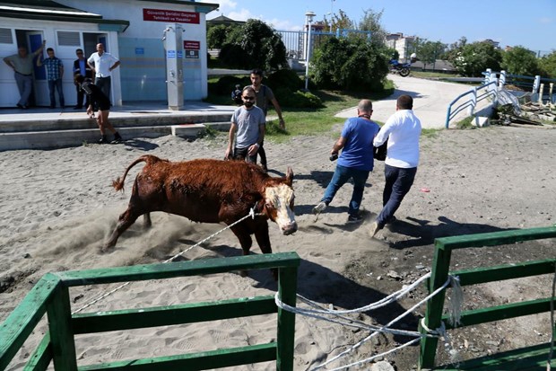 Samsun'da Denize atlayan tosun, polislerce kurtarıldı