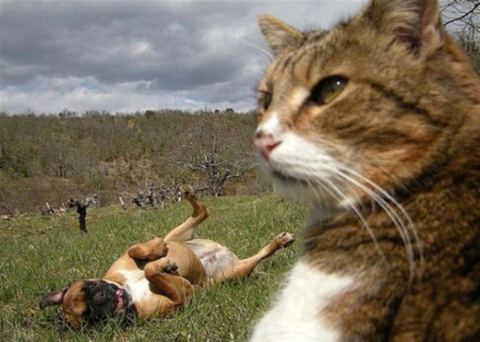 Selfie Çekmenin Ustası Kediler