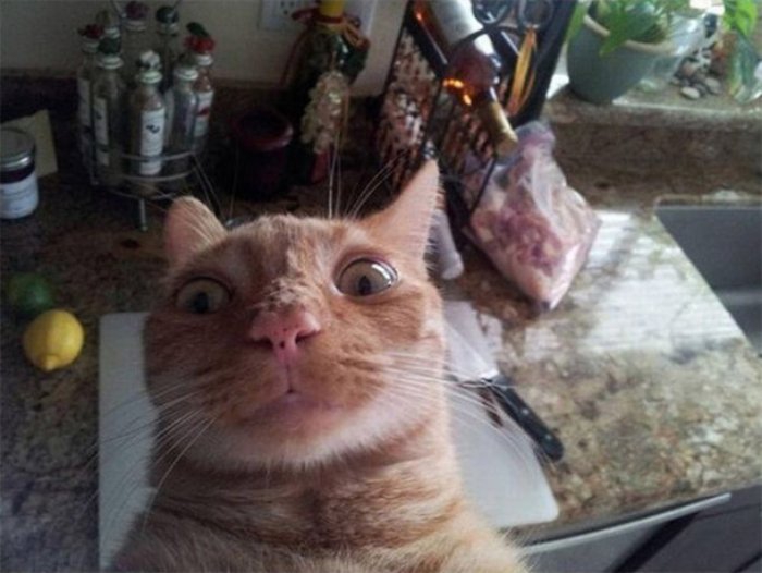 Selfie Çekmenin Ustası Kediler