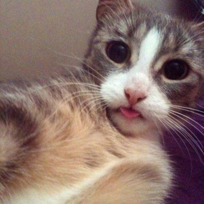 Selfie Çekmenin Ustası Kediler
