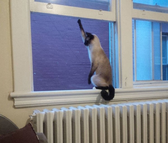 Günün Çılgın Fotoğrafları