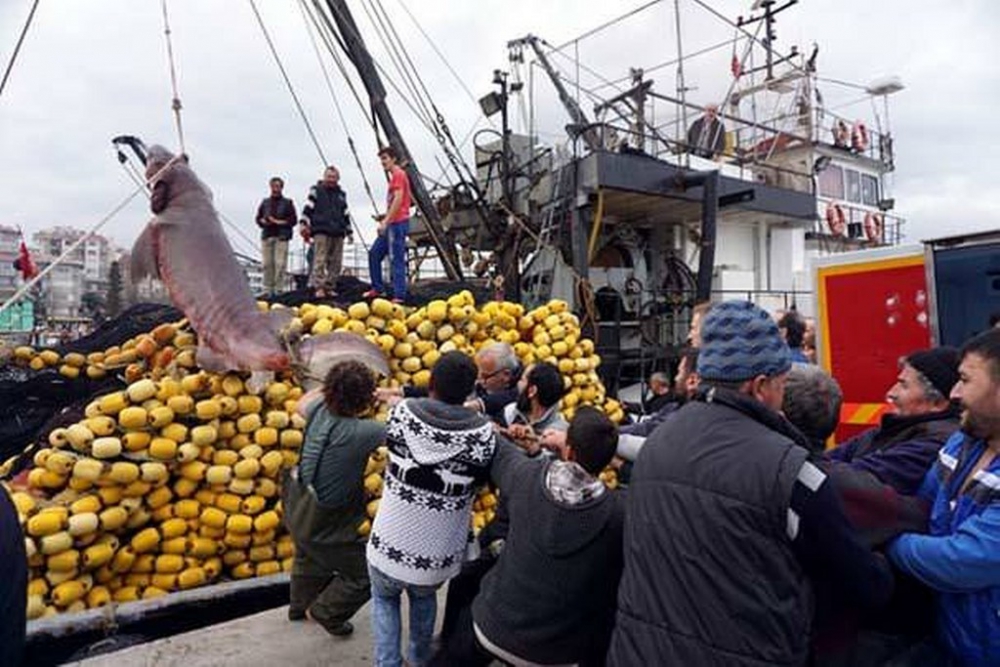 Tekirdağ'da 1 Ton Ağırlığında Köpek Balığı Yakalandı