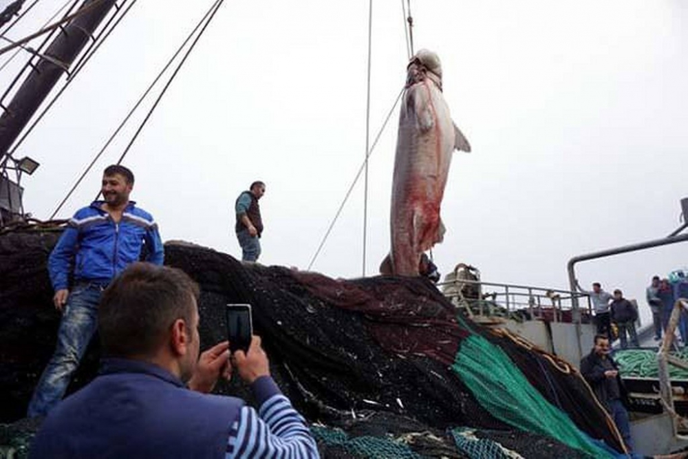 Tekirdağ'da 1 Ton Ağırlığında Köpek Balığı Yakalandı