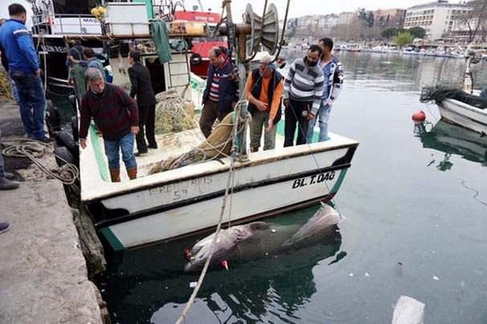 Tekirdağ'da 1 Ton Ağırlığında Köpek Balığı Yakalandı