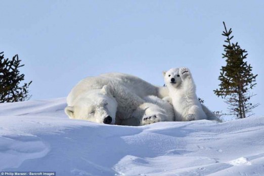 Hayvanların Komik Halleri