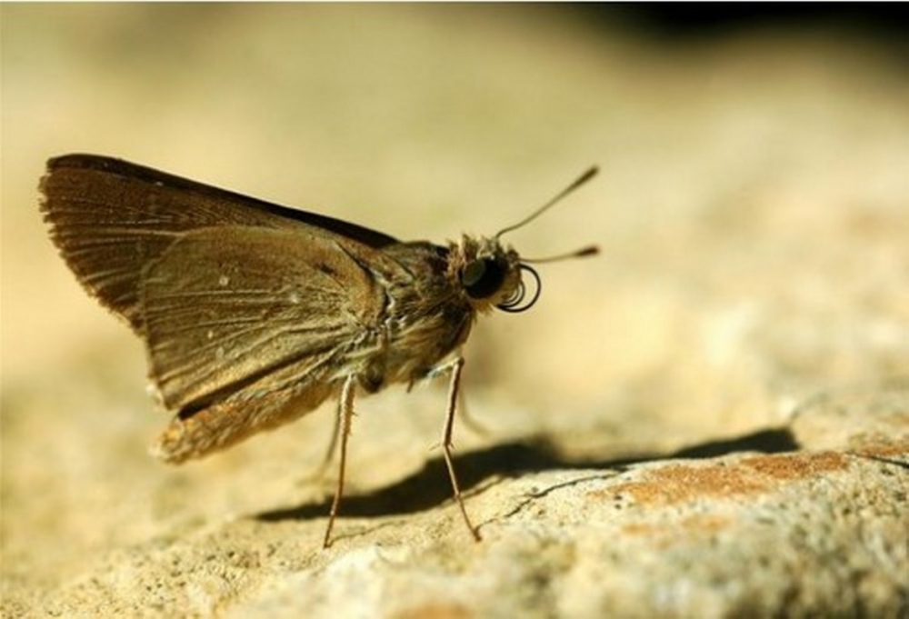 Bunları Biliyor muydunuz?