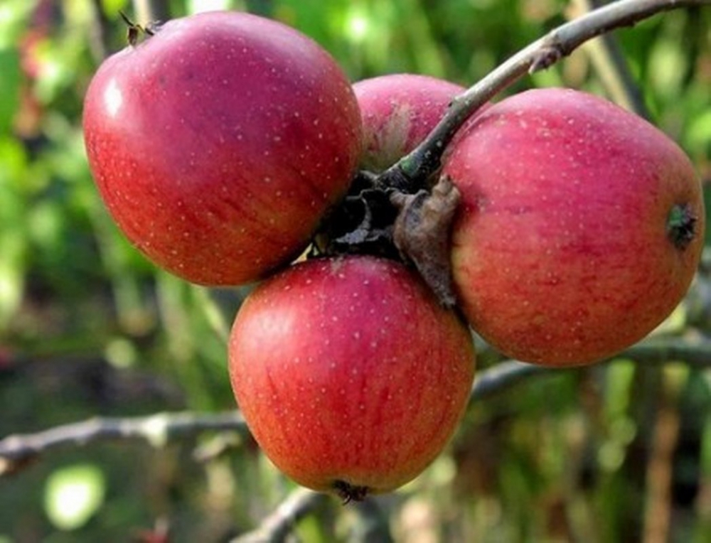 Bunları Biliyor muydunuz?