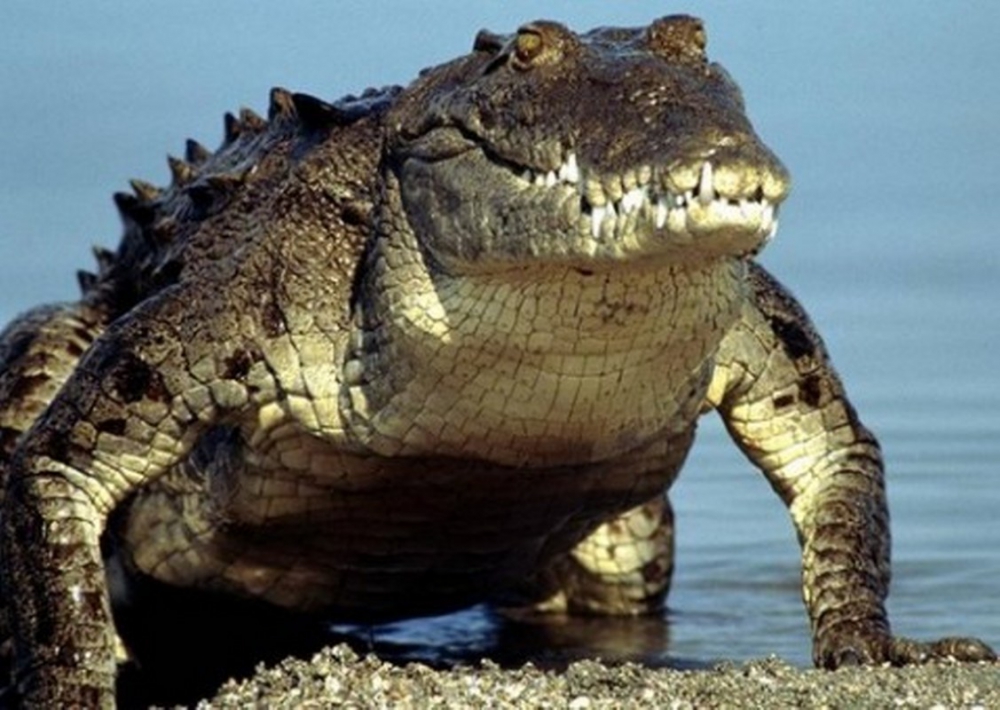 Bunları Biliyor muydunuz?