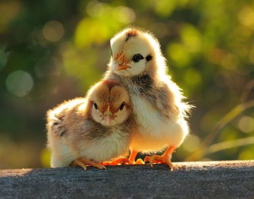 Hayvanların Mutlu Kareleri