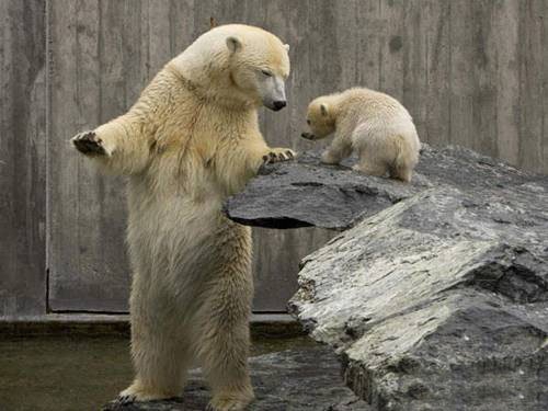 Hayvanların Mutlu Kareleri