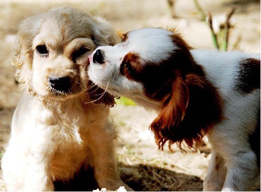 Hayvanların Mutlu Kareleri