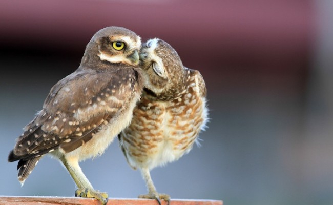 Hayvanların Mutlu Kareleri