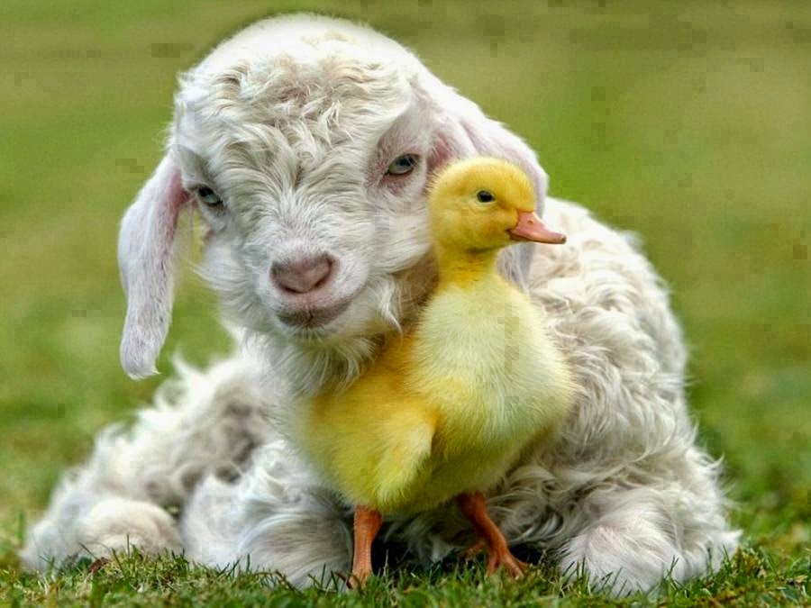 Hayvanların Mutlu Kareleri