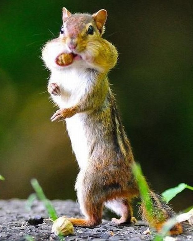 Hayvanların Mutlu Kareleri