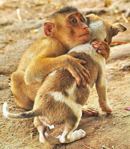 Hayvanların Mutlu Kareleri