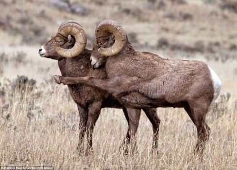 Hayvanların Komik Halleri