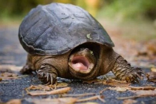 Bu Kareler Güldürüyor