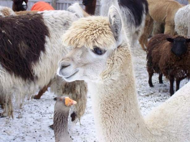 Fotoğrafların Davetsiz Misafirleri