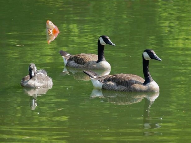 Fotoğrafların Davetsiz Misafirleri