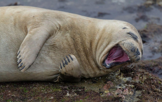 Hayvanların Komik Halleri