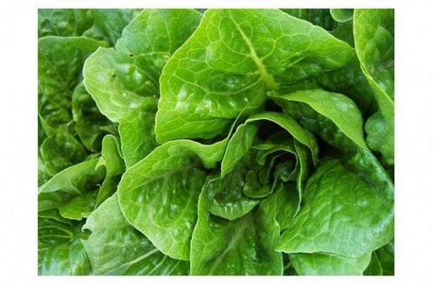 En Faydalı 10 Mucize Yeşillik