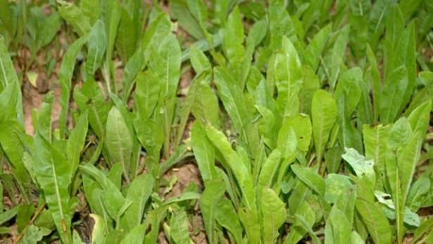 En Faydalı 10 Mucize Yeşillik