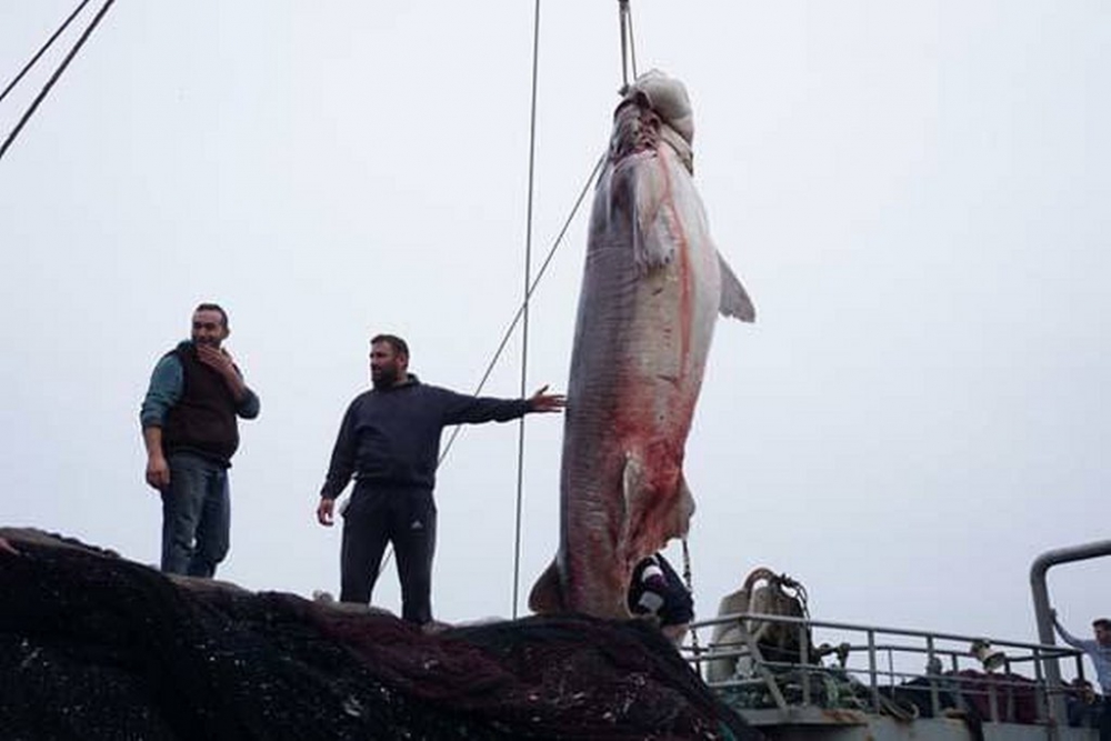 Tekirdağ'da 1 Ton Ağırlığında Köpek Balığı Yakalandı