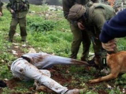 İsrail Ordusundan Köpek İtirafı