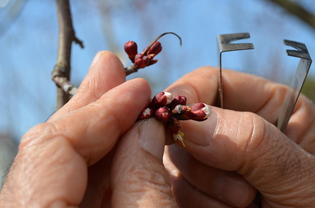 Kayısıda melezleme çalışması başladı