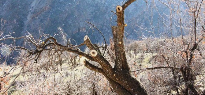 VBB, bölgeyi fıstık ağaçlarıyla donatacak
