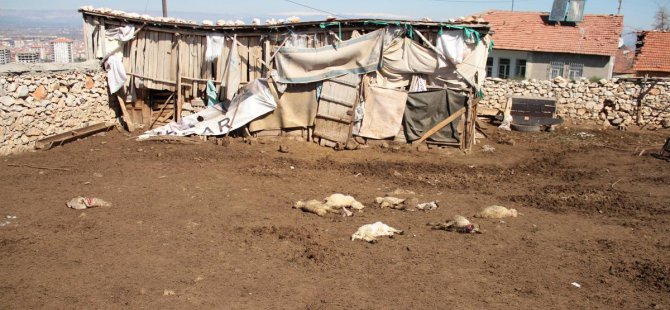 Malatya'da sokak köpekleri, 20 kuzuyu telef etti