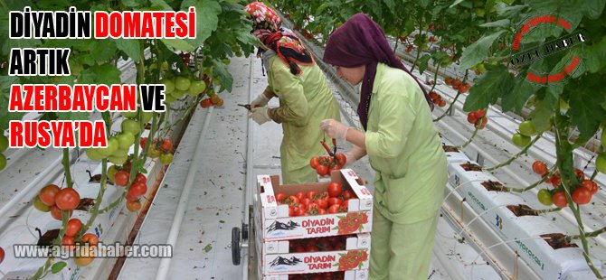 Ağrı Domatesini Azeriler ve Ruslar da Tadacak