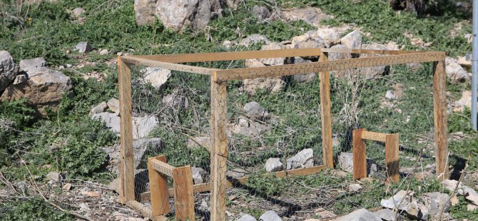 'İstilacı tavşanlar' sürgünde