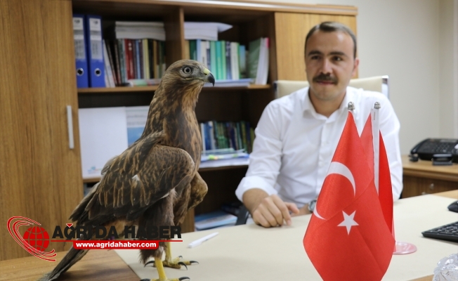 Ağrı'da Bulunan Yaralı 'Kızıl Şahin' Koruma Altında