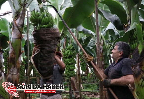 Muz İhtiyacında Anamur Yetişemiyor